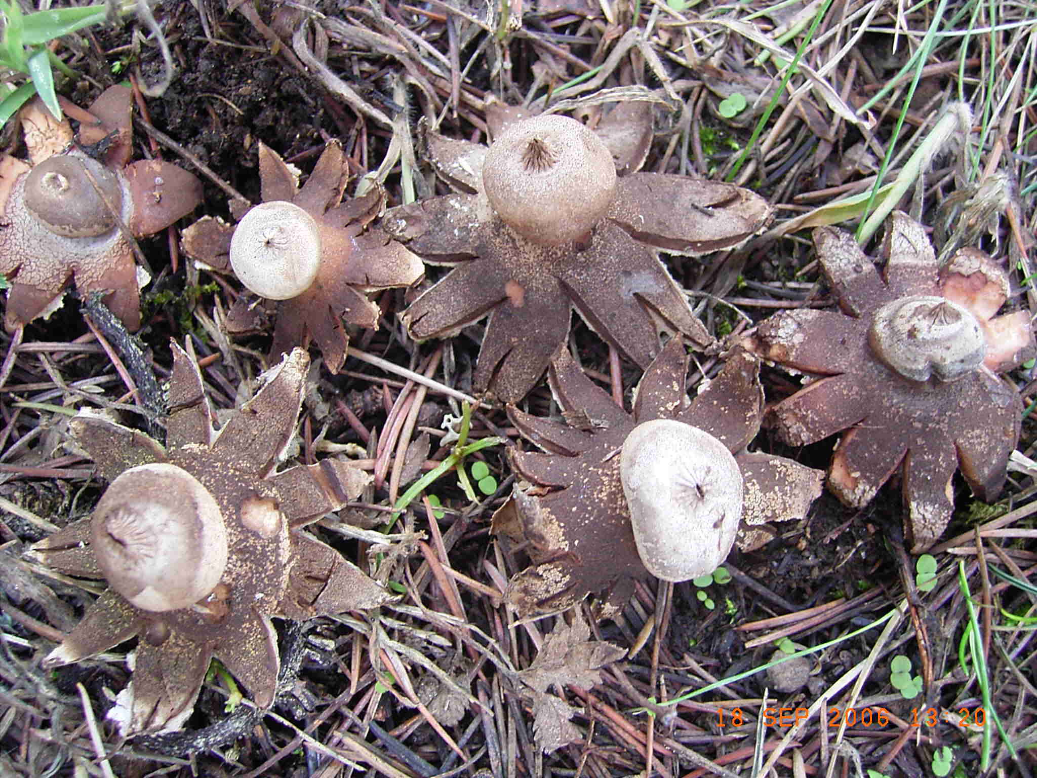 Altri funghi vicino al mio ufficio